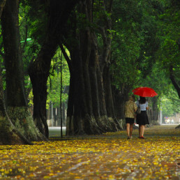 Tâm thư của một hàng cây sắp bị chặt bỏ